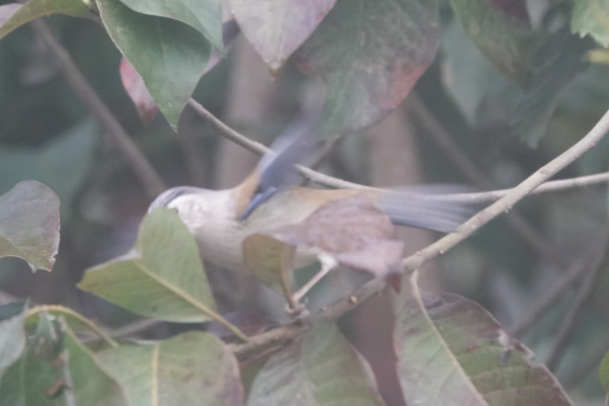 Blue-winged Minla - ML642061597