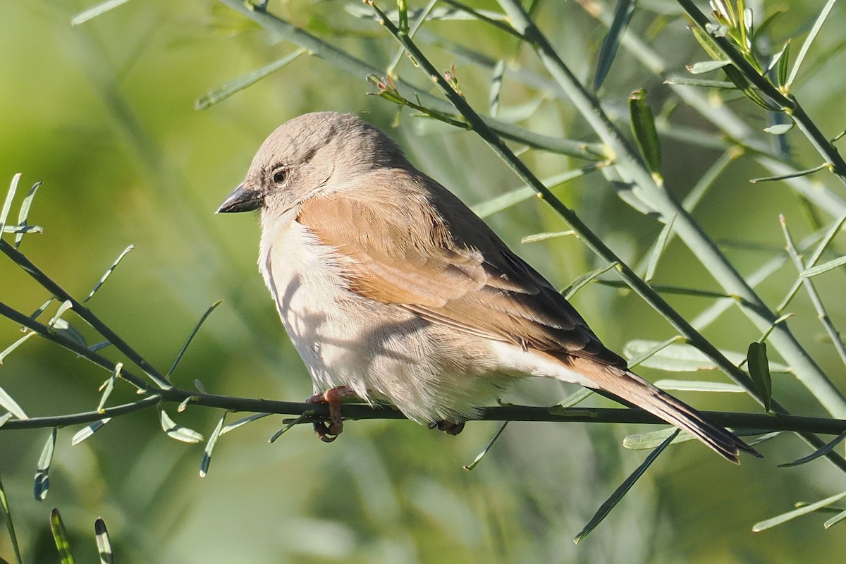 Southern Gray-headed Sparrow - ML642061612