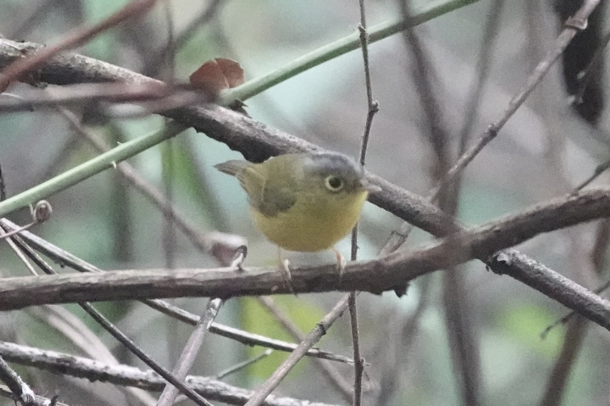 White-spectacled Warbler - ML642061634