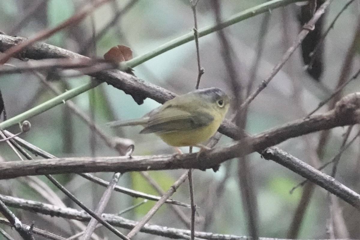 White-spectacled Warbler - ML642061635