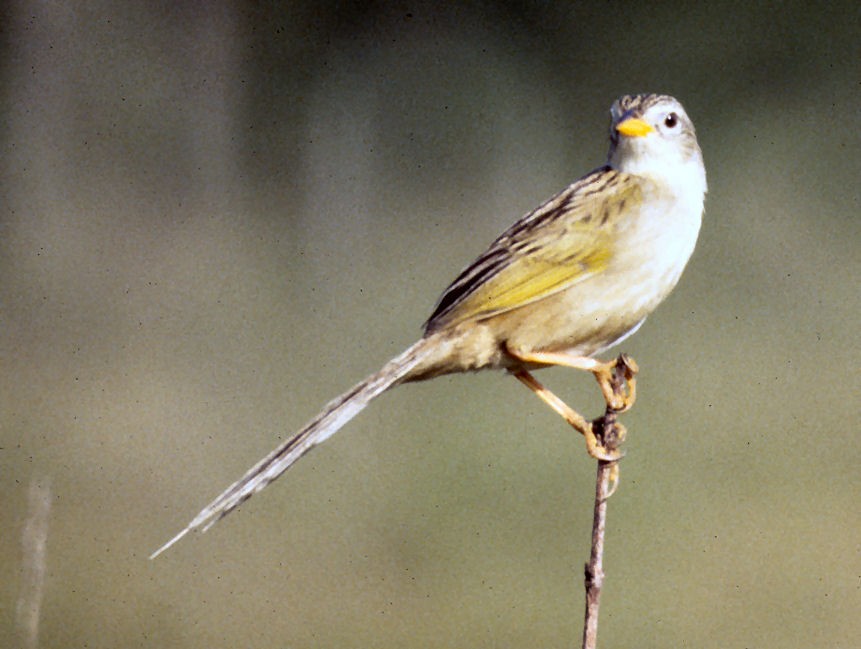 Wedge-tailed Grass-Finch - ML642061647