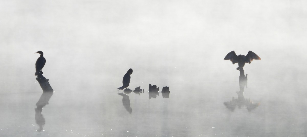 Double-crested Cormorant - ML642061664