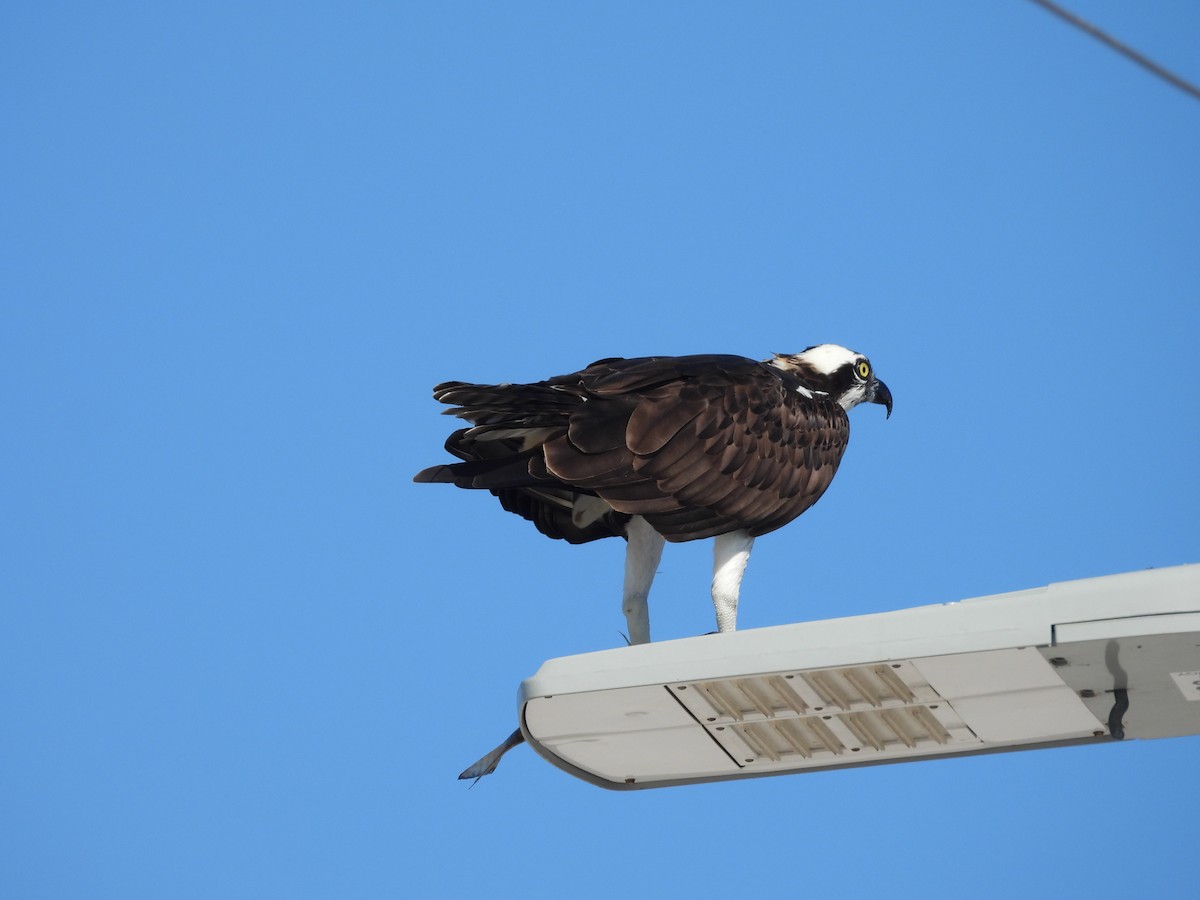 Águila Pescadora - ML642061680