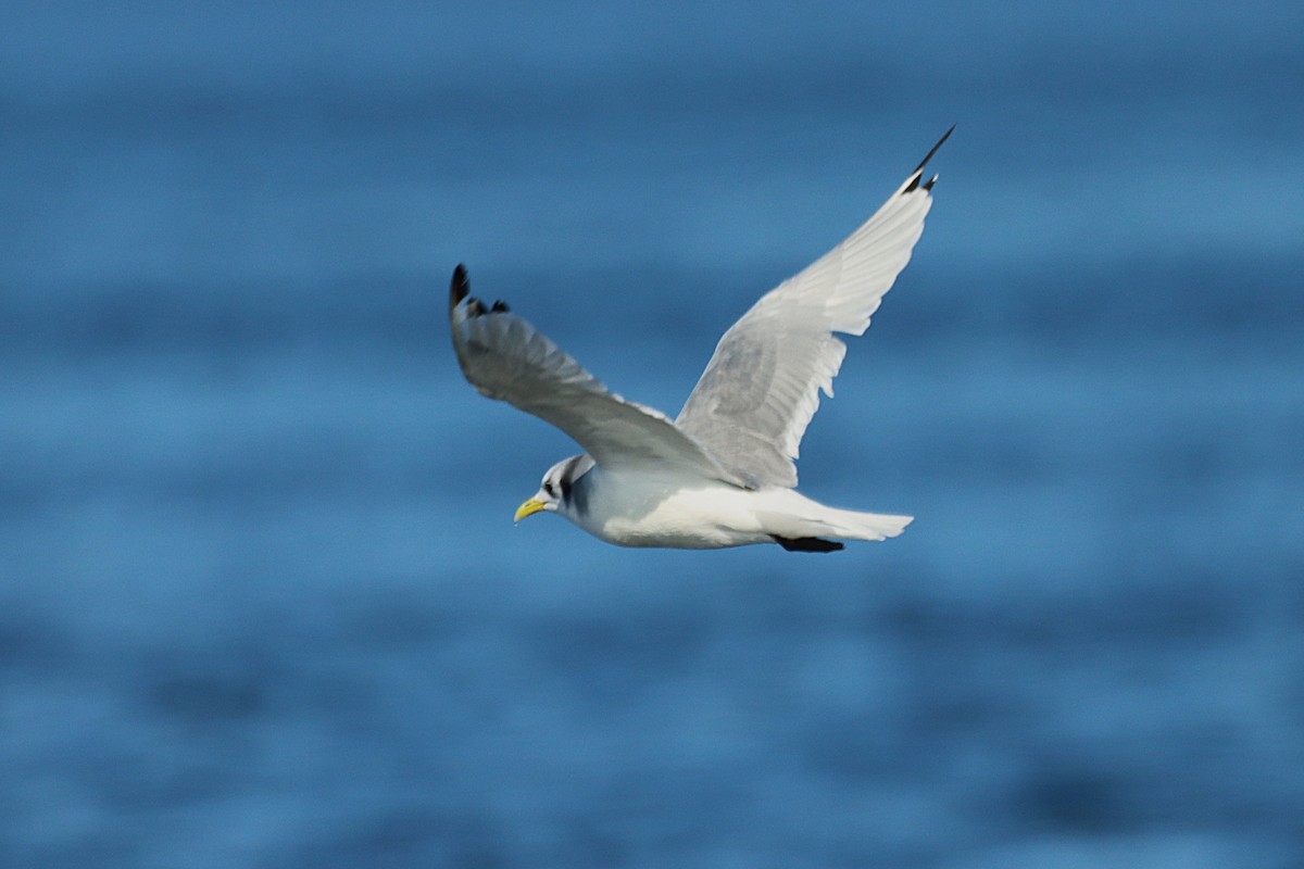 Black-legged Kittiwake - ML642061681