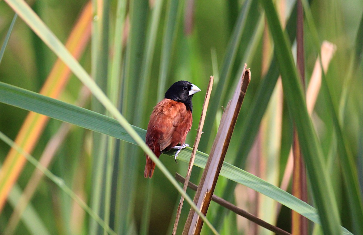 Chestnut Munia - ML642061708