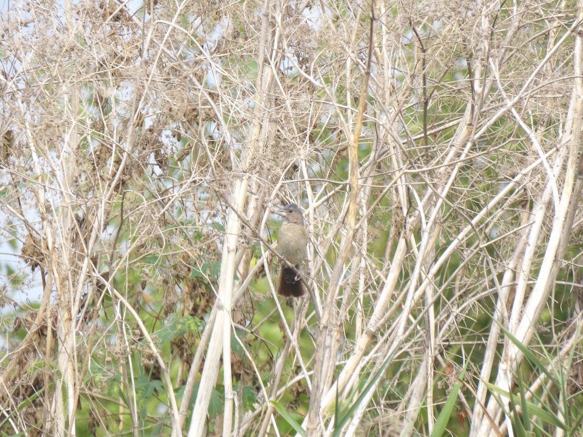 Blue Grosbeak - ML642061717