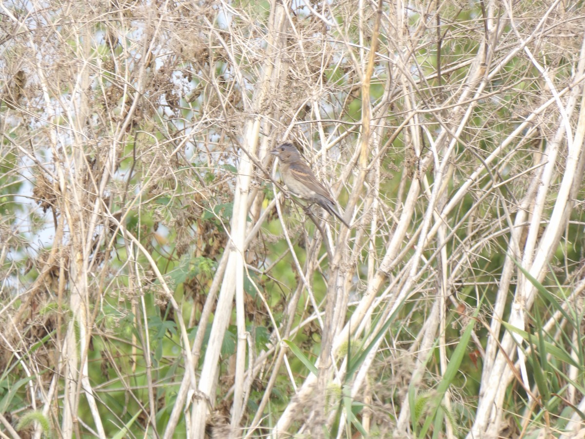 Blue Grosbeak - ML642061718