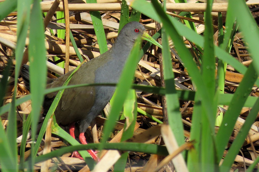Blackish Rail - ML642061719