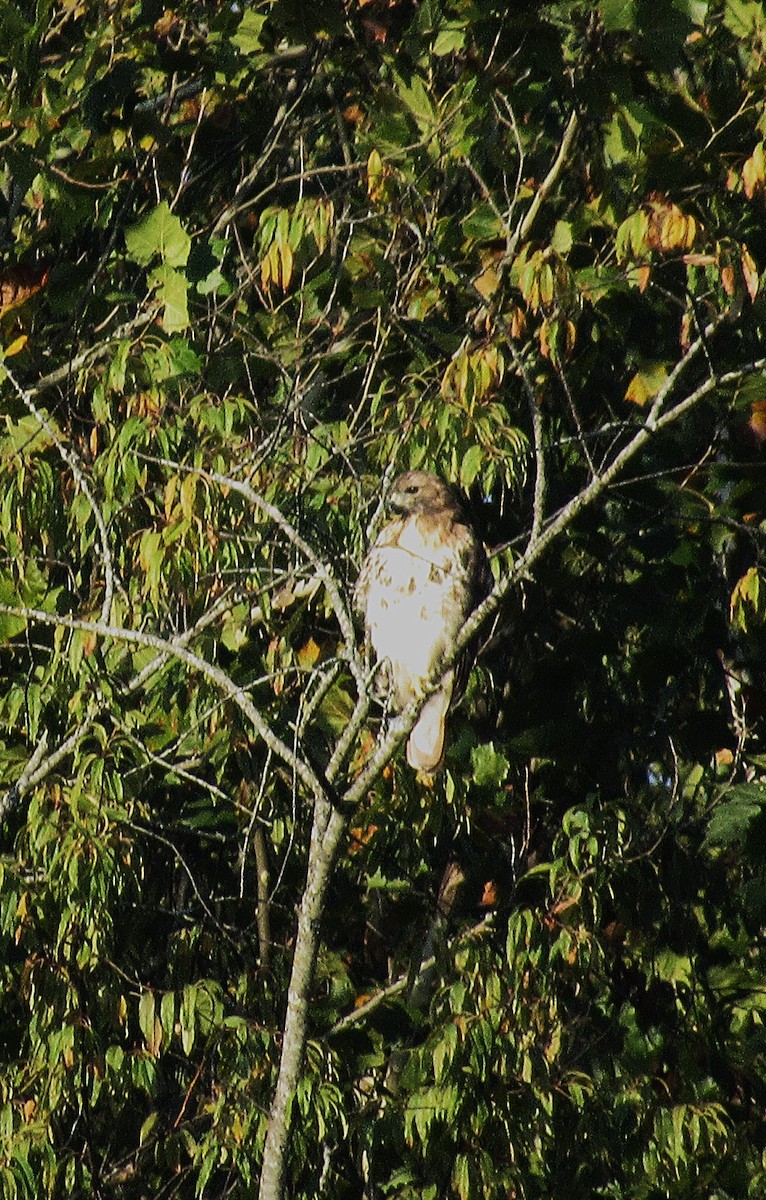 Red-tailed Hawk - ML642061720