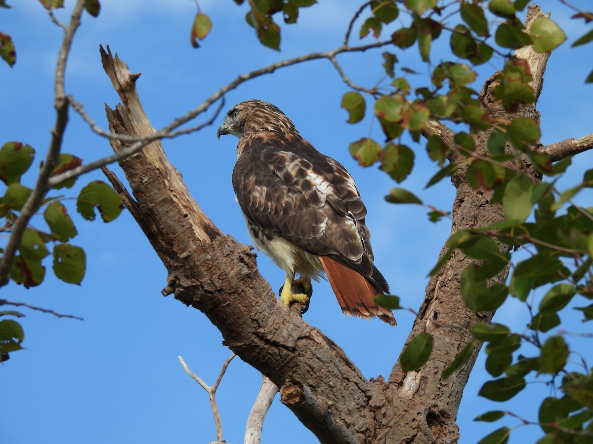Red-tailed Hawk - ML642061731