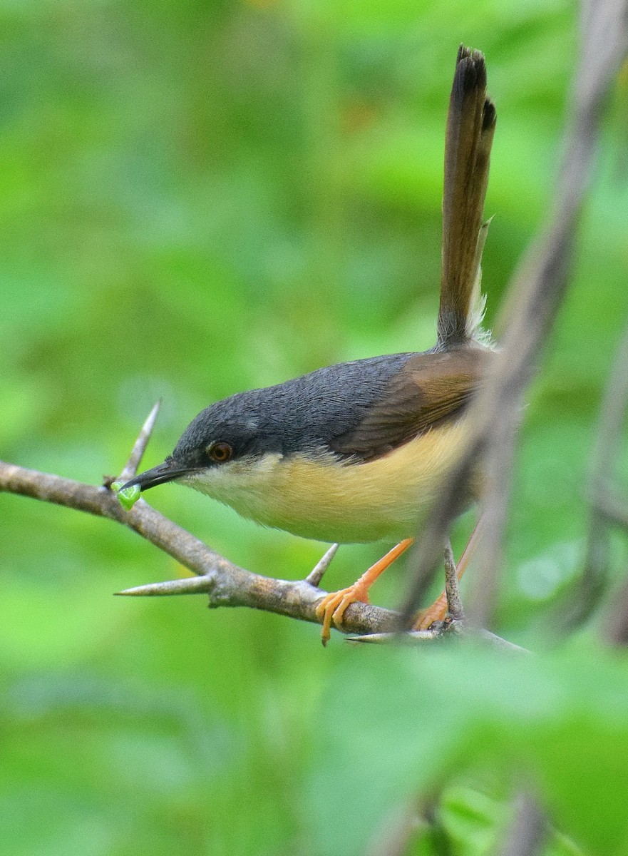 Ashy Prinia - ML642061737