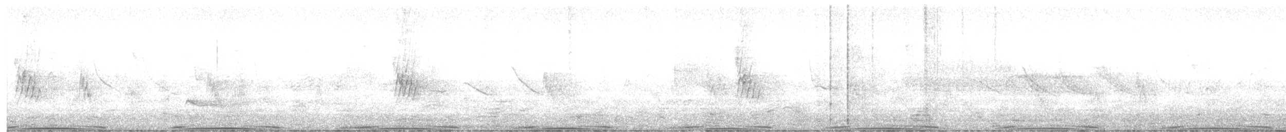 holub skalní (domácí) - ML642061738