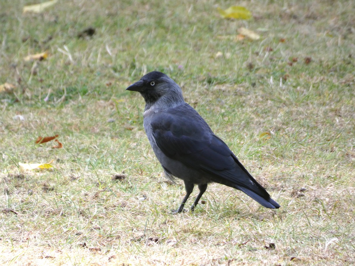 Eurasian Jackdaw - ML642061746
