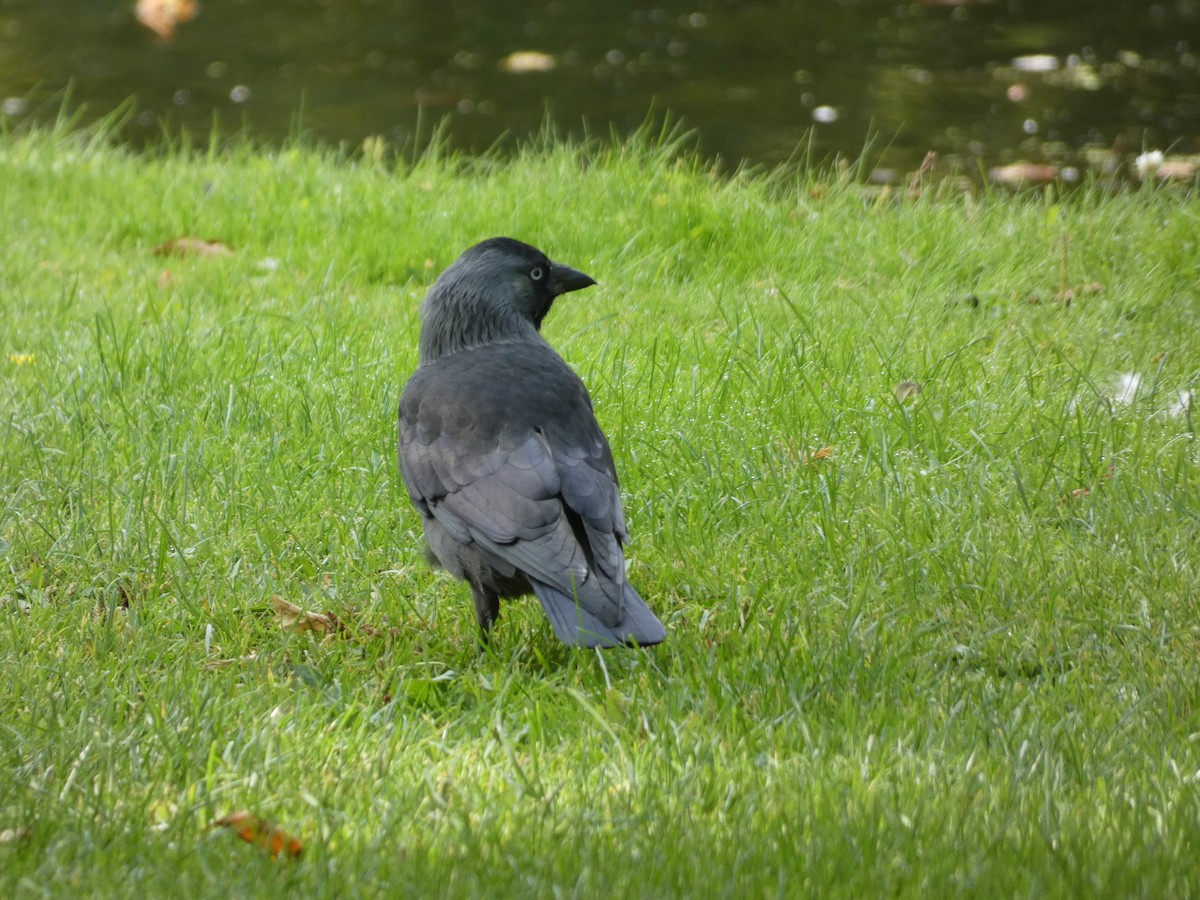 Eurasian Jackdaw - ML642061747