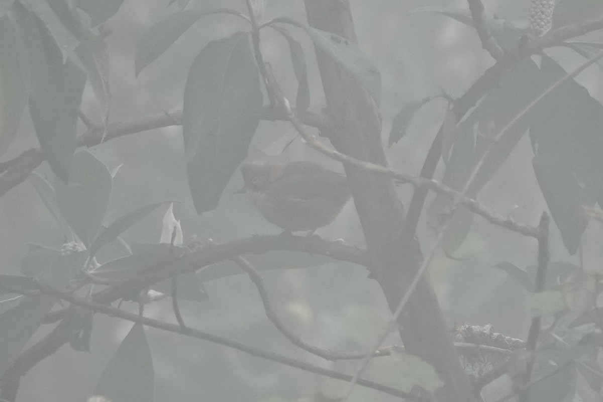 Yuhina à cou roux - ML642061753
