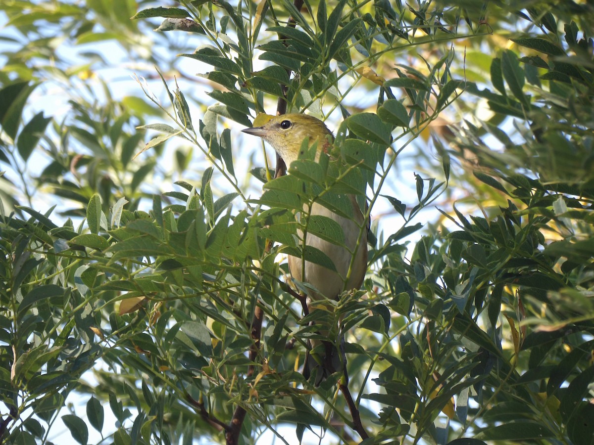 Bay-breasted Warbler - ML642061757