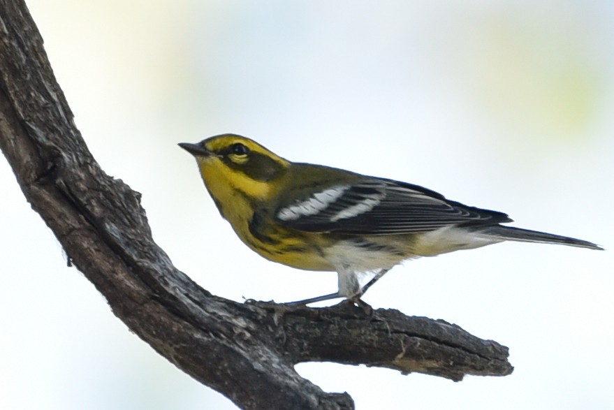 Townsend's Warbler - ML642061798