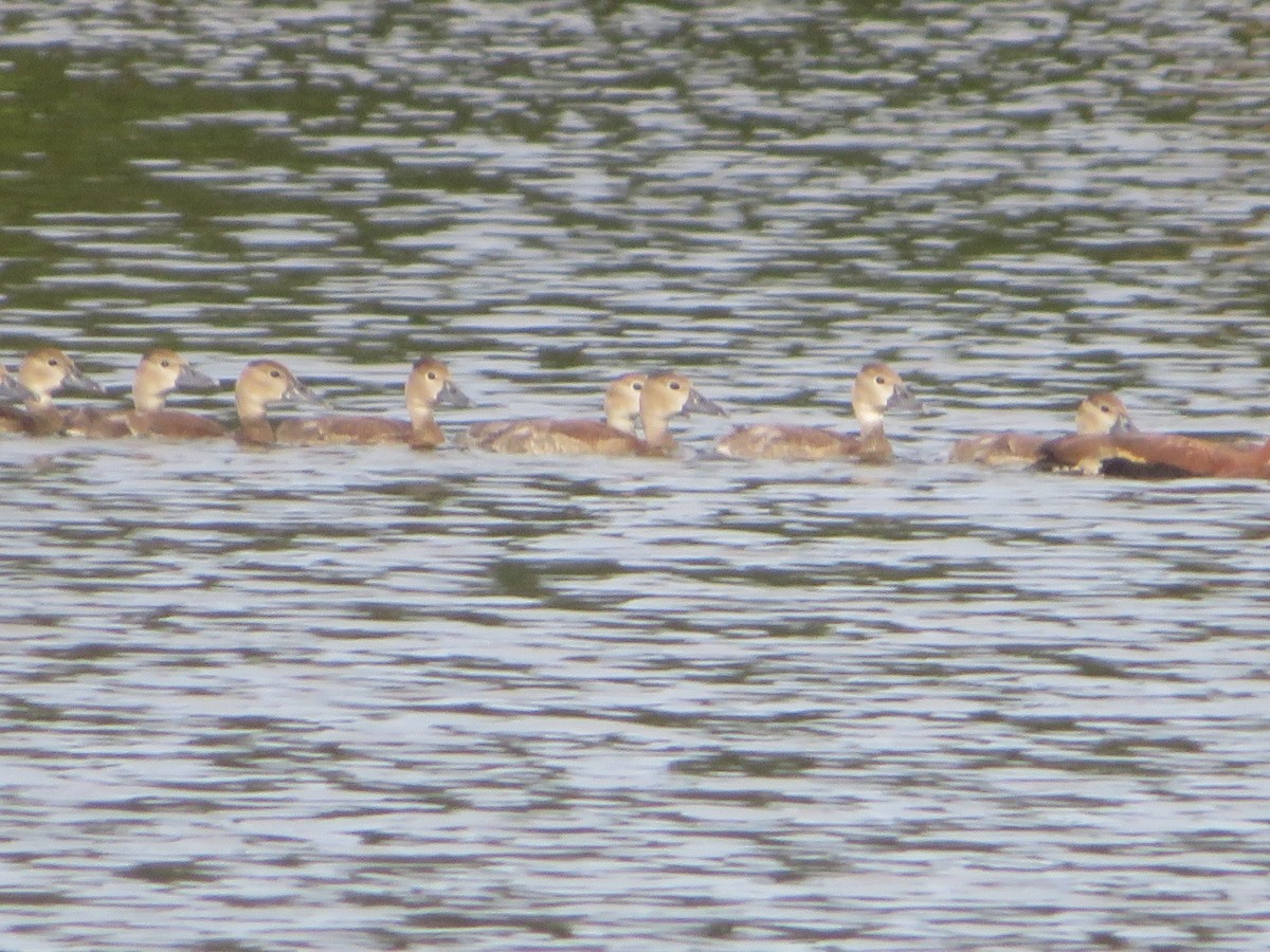 Black-bellied Whistling-Duck - ML642061809