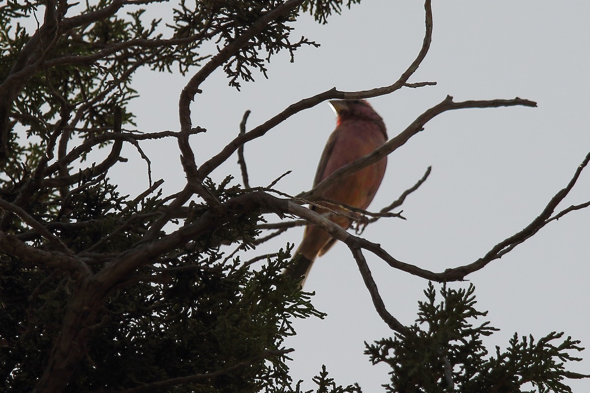 Blyth's Rosefinch - ML642061823