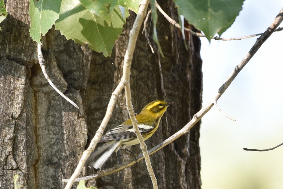 Townsend's Warbler - ML642061833