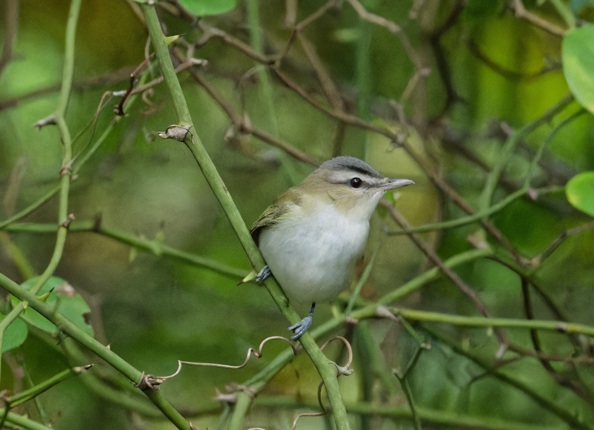 Vireo Ojirrojo - ML642061881