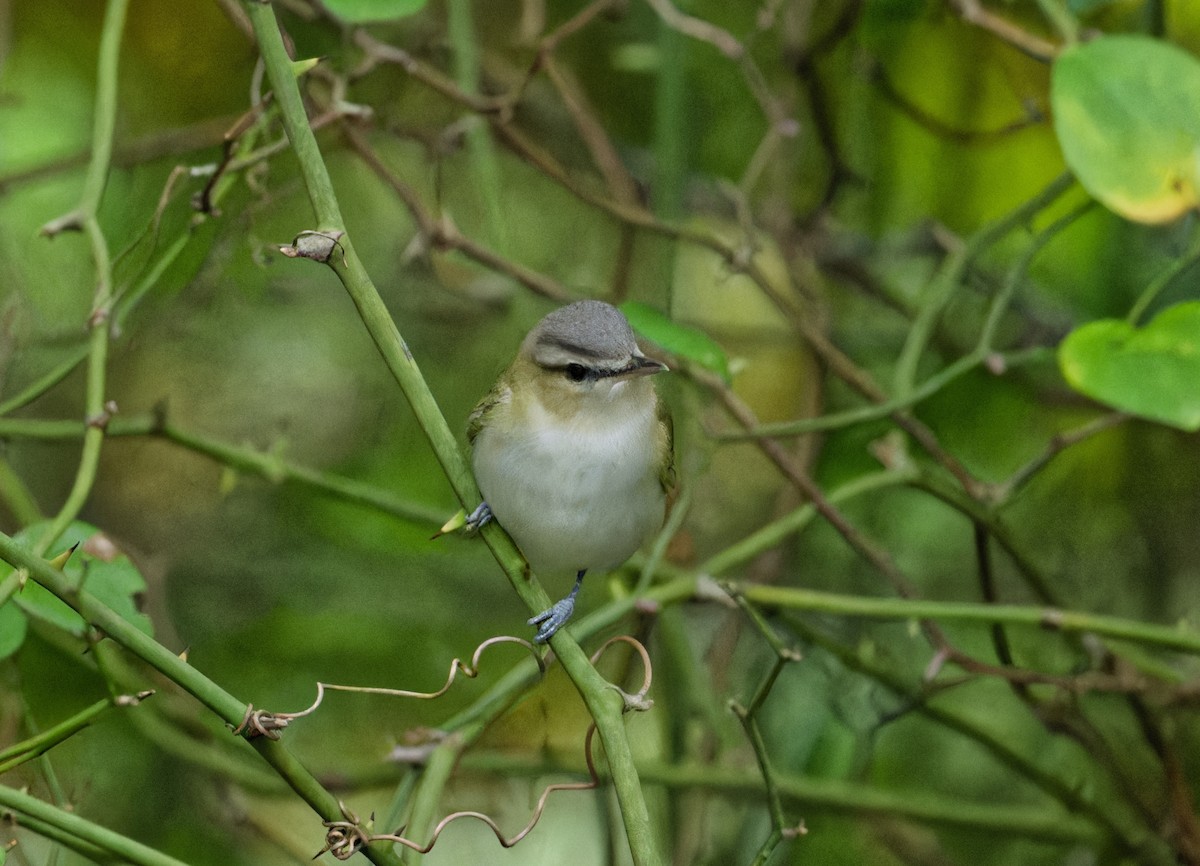 Vireo Ojirrojo - ML642061882