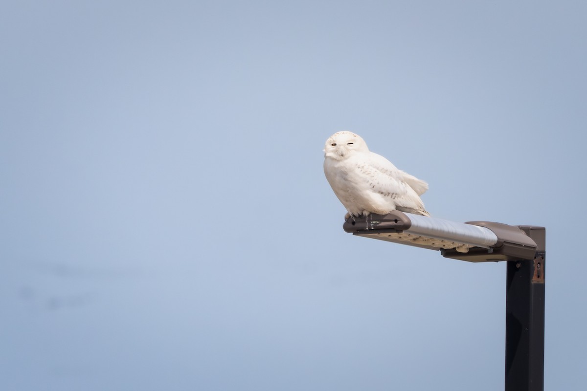 Snowy Owl - ML642061920