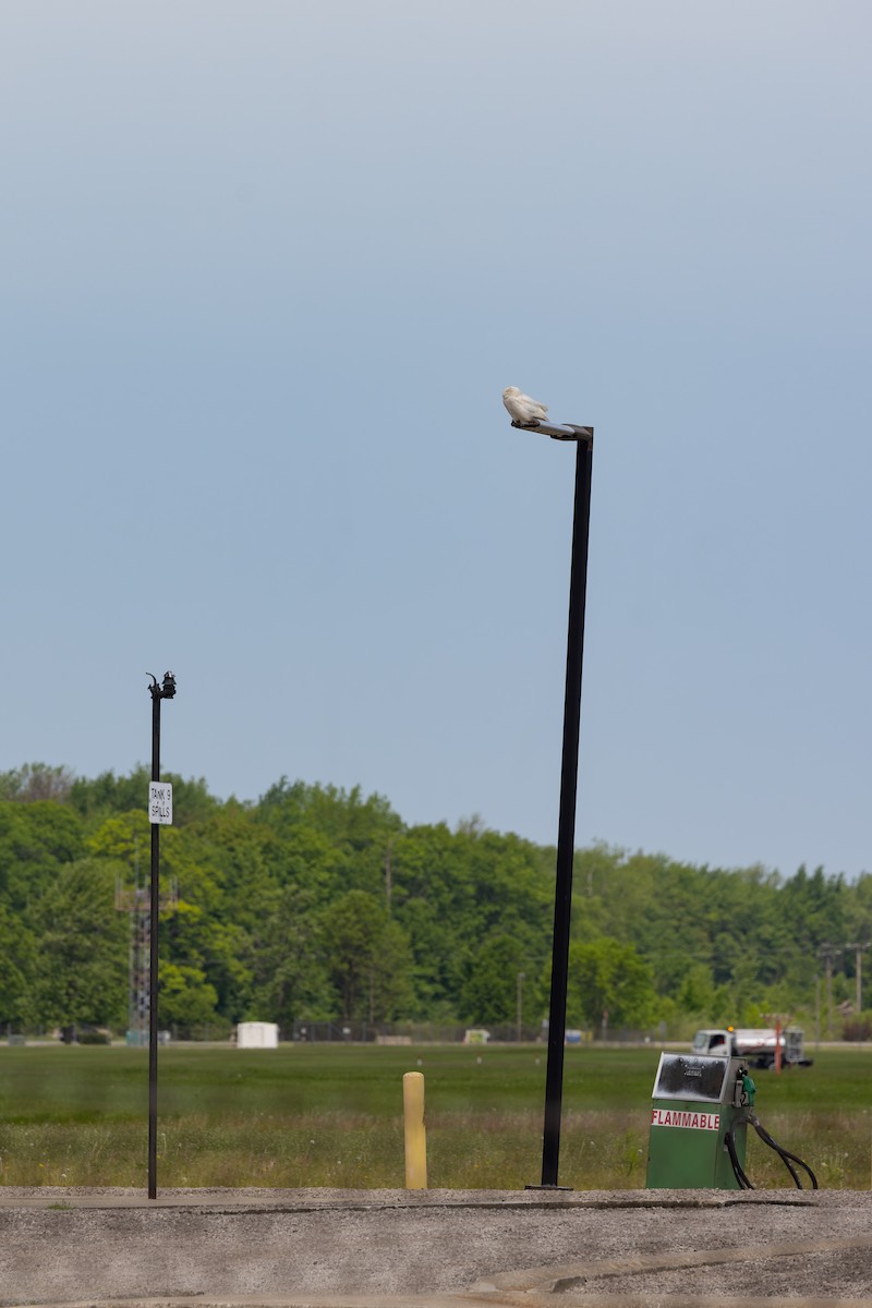 Snowy Owl - ML642061922