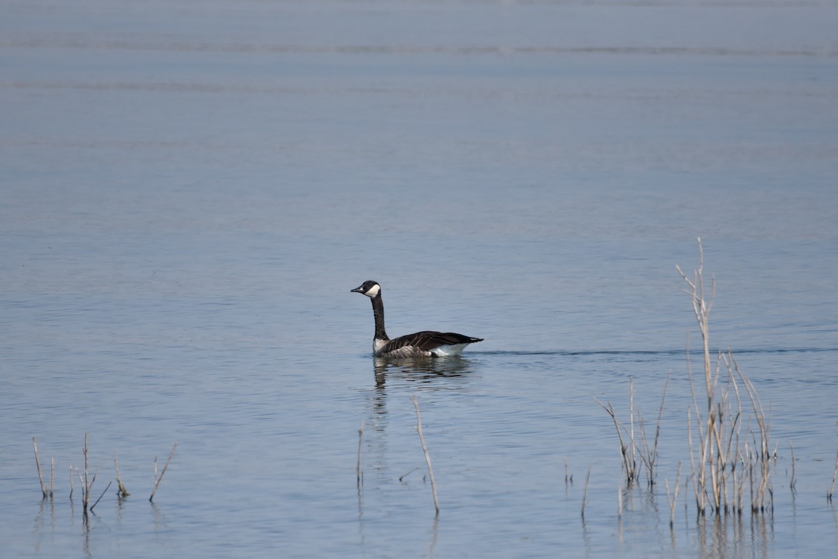 Canada Goose - ML642061949