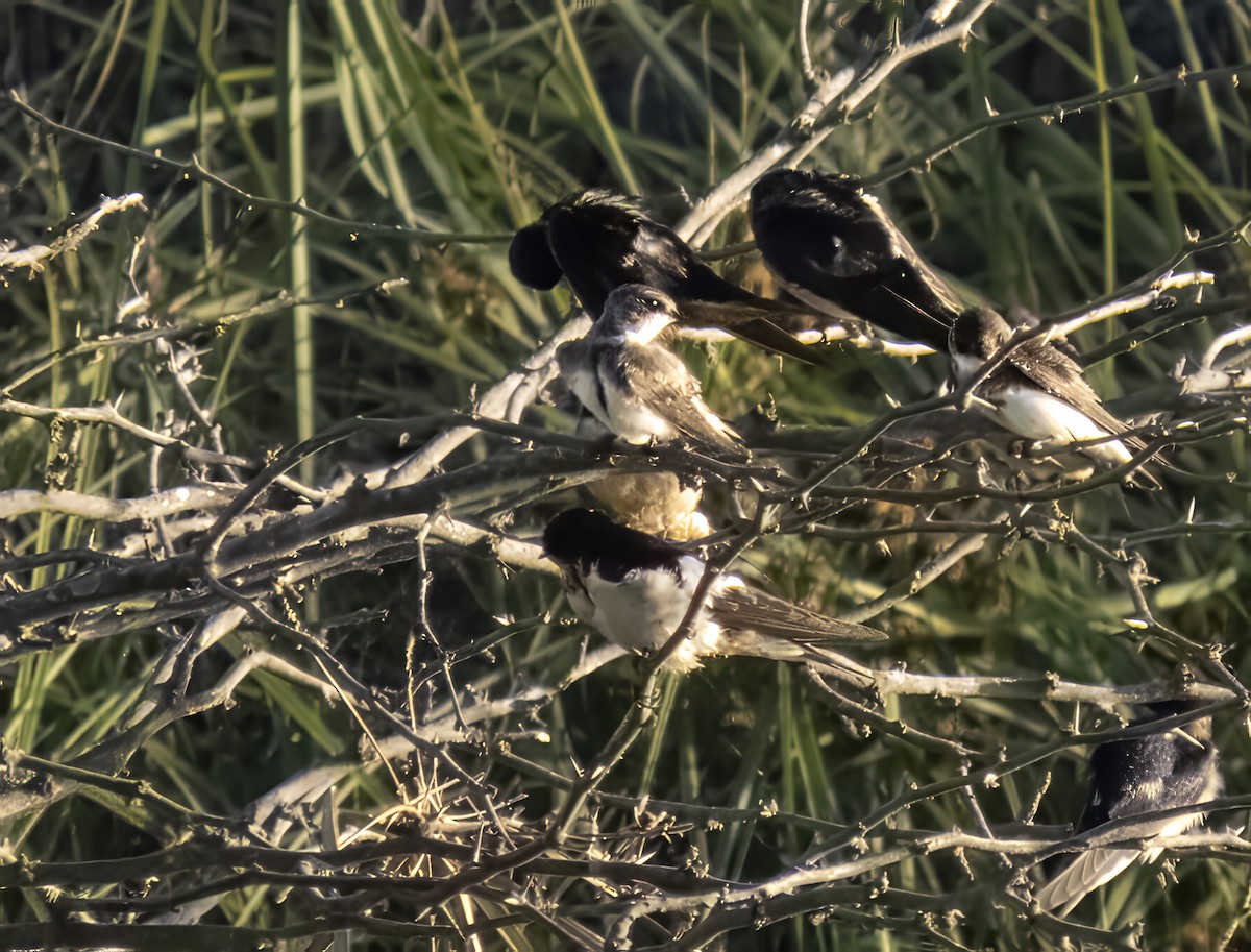 Bank Swallow - ML642061978