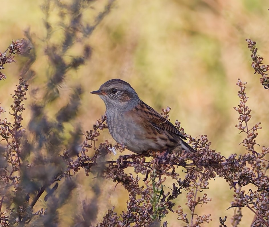 Dunnock - ML642061979