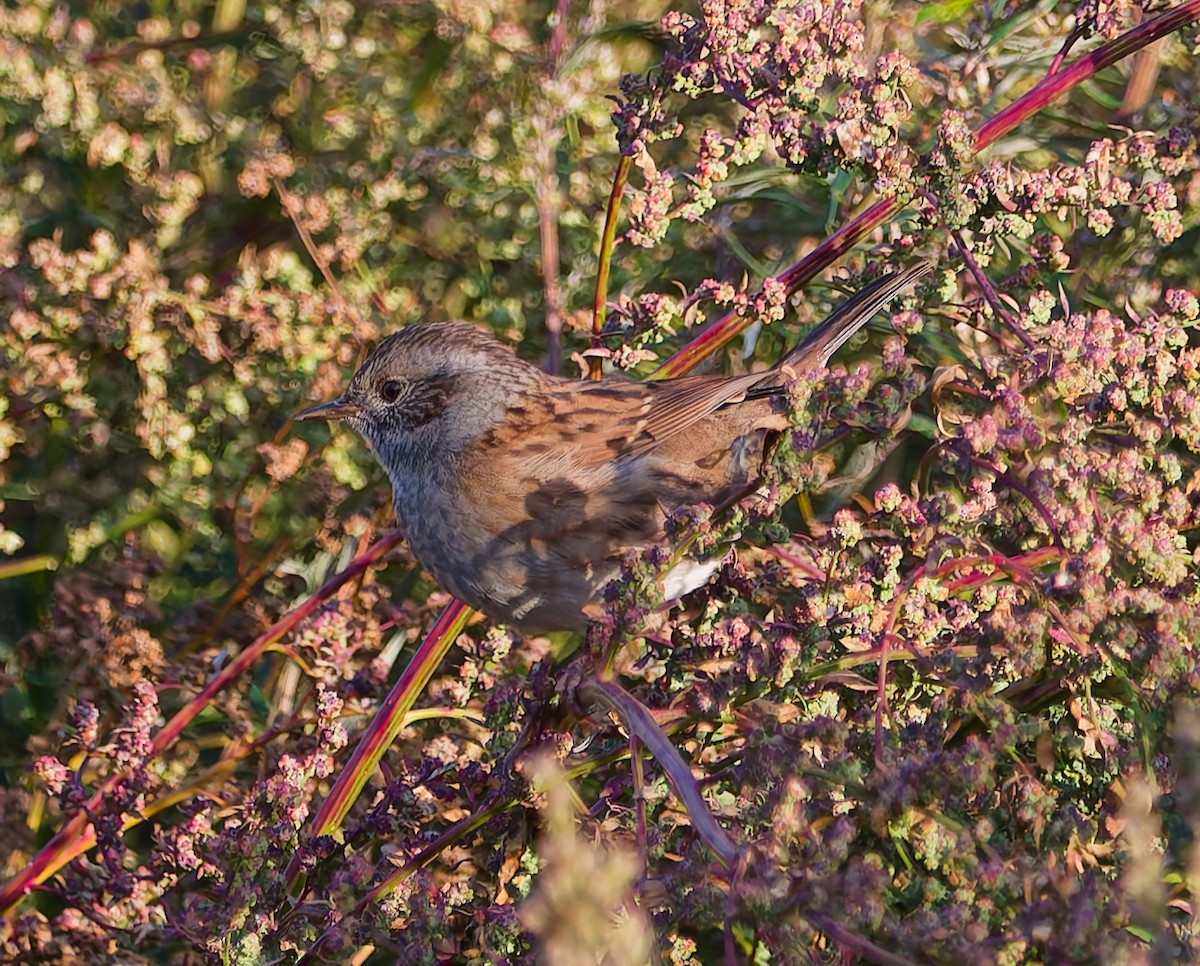 Dunnock - ML642061980
