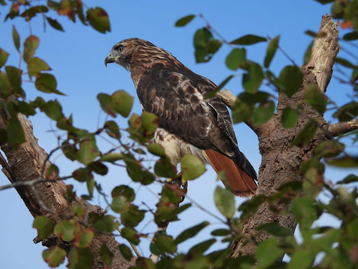 Red-tailed Hawk - ML642061984
