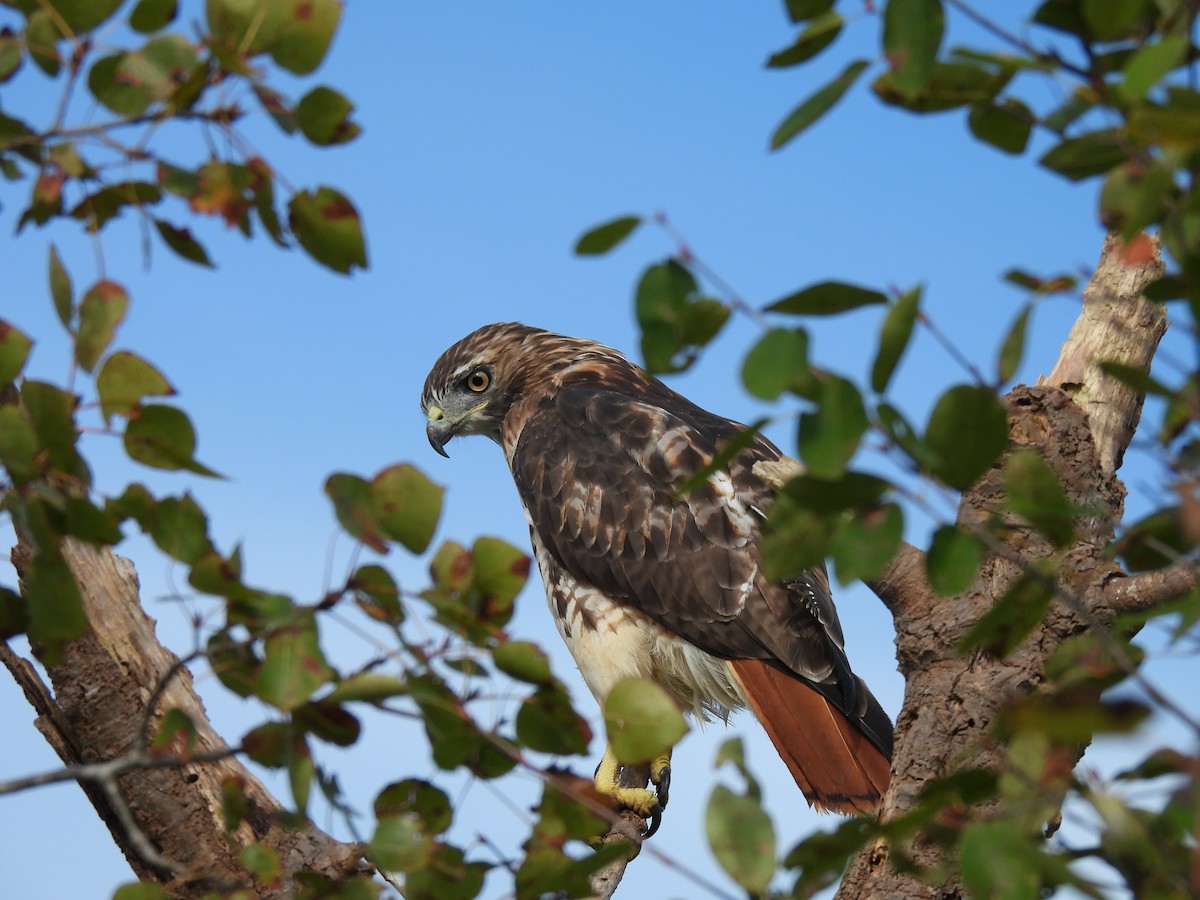 Red-tailed Hawk - ML642061985