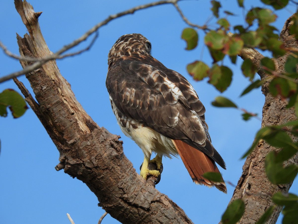 Red-tailed Hawk - ML642061986