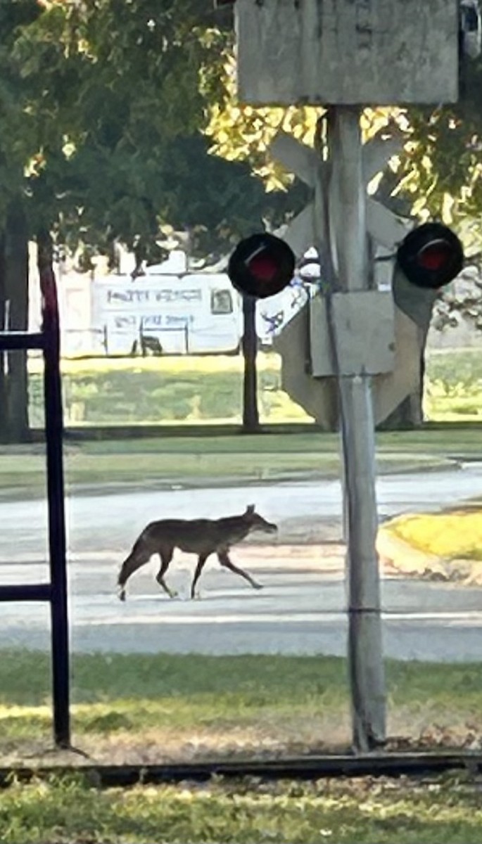 Coyote - ML642062007