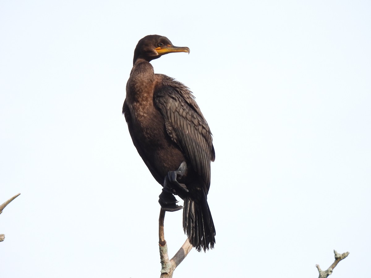 Double-crested Cormorant - ML642062010