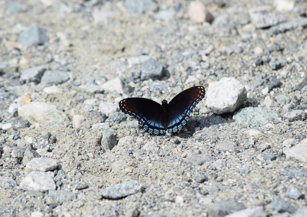 Butterflies and Moths - Robin Toler