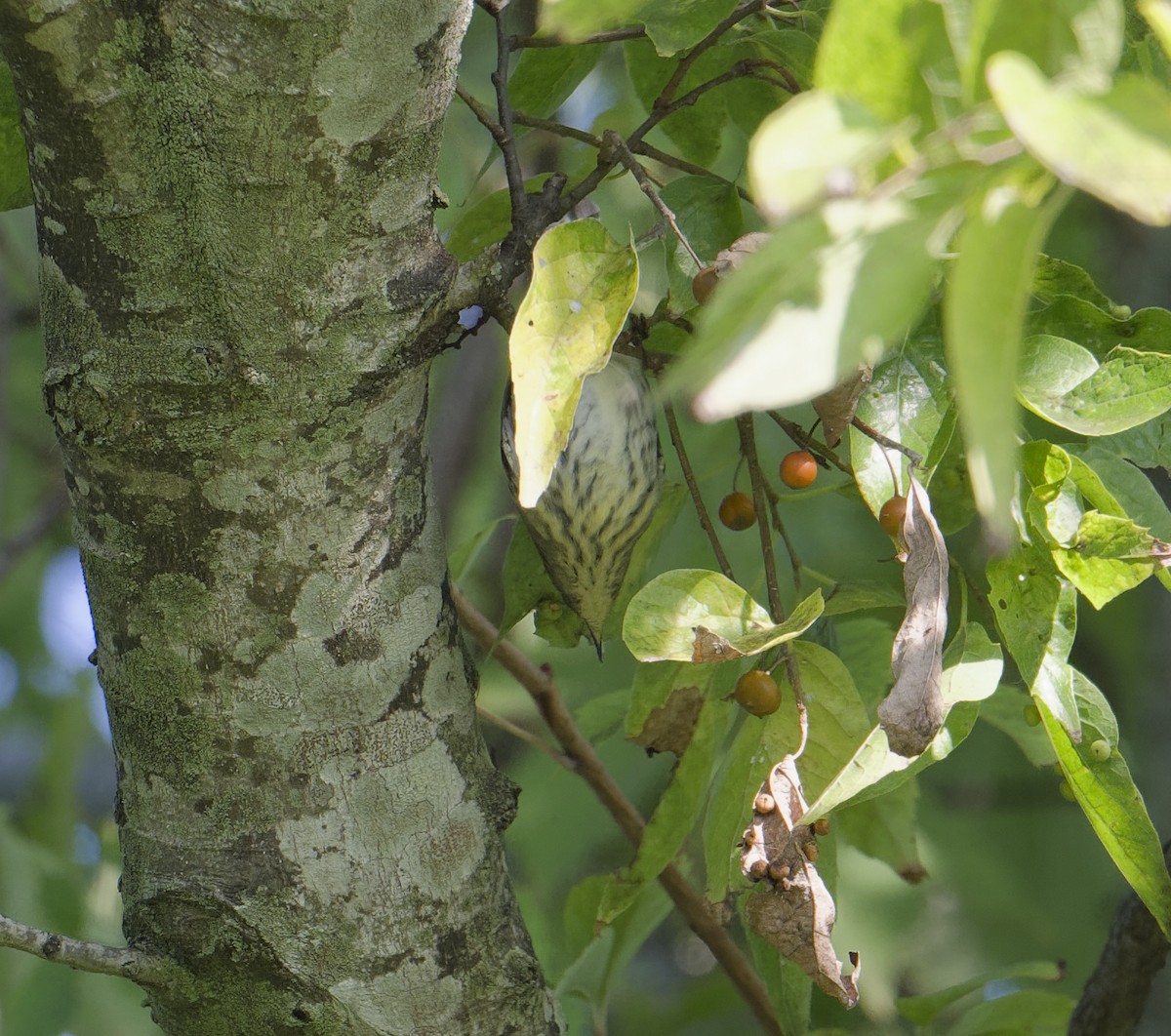 Cape May Warbler - ML642062029