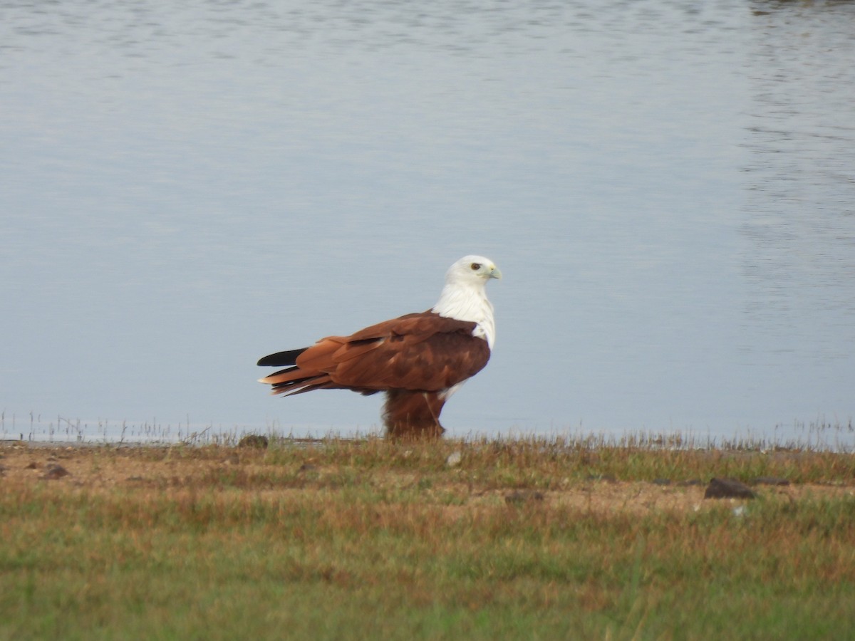 Brahminy Kite - ML642062055