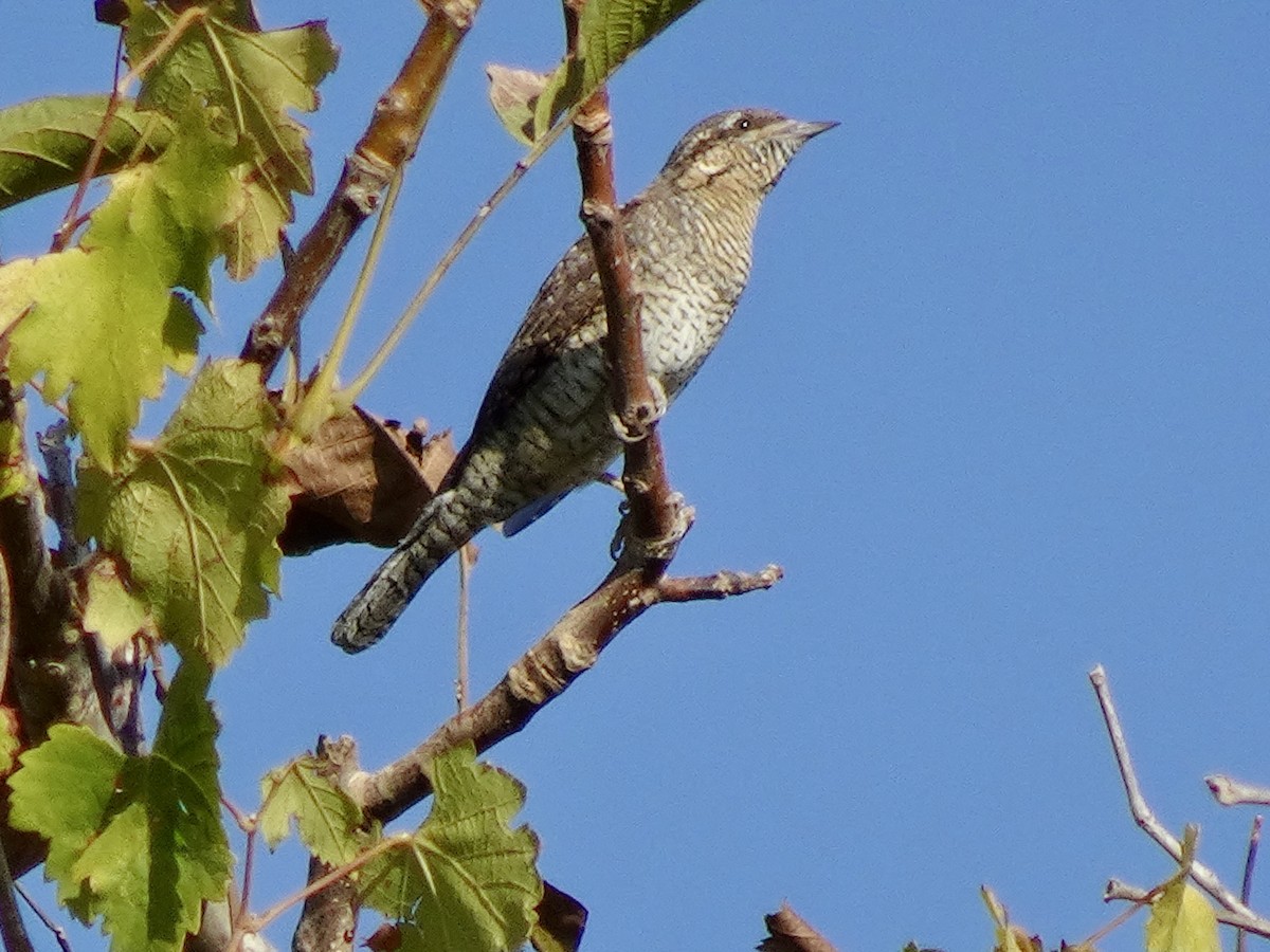 Eurasian Wryneck - ML642062057