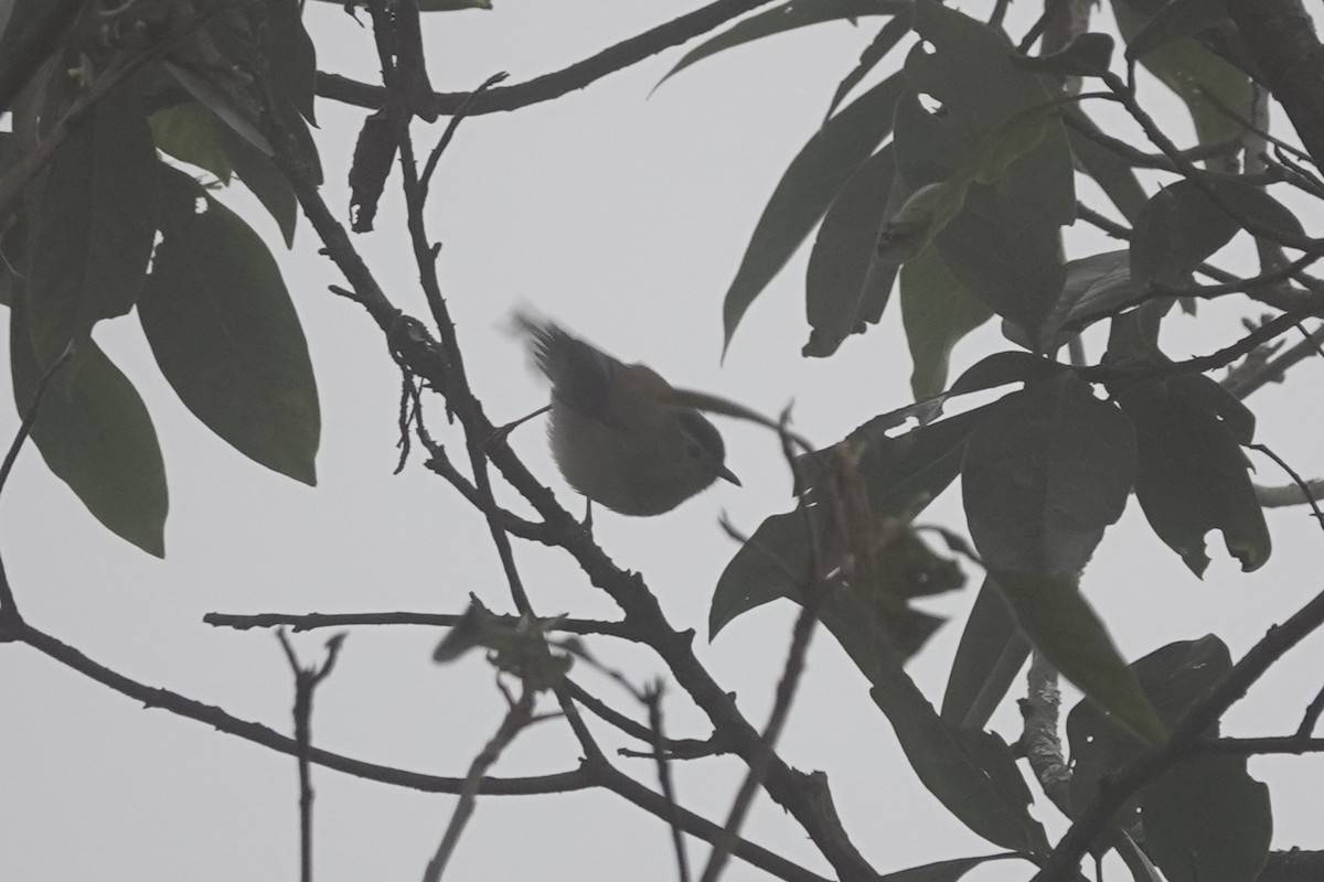 Blue-winged Minla - ML642062070