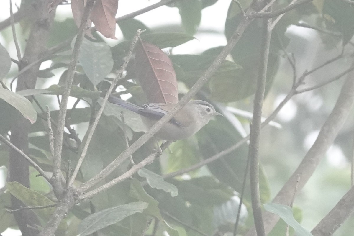 Blue-winged Minla - ML642062071