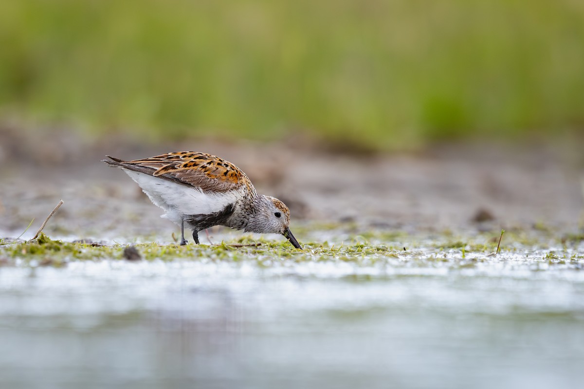 Dunlin - ML642062081