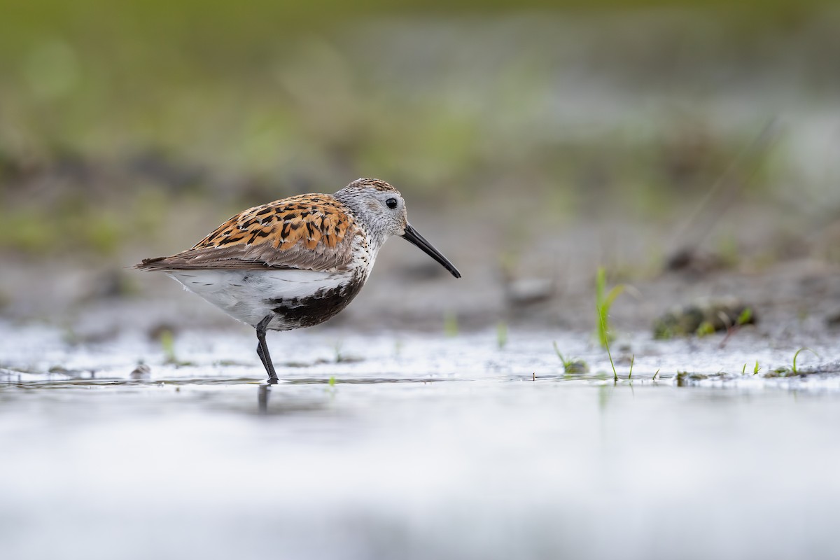 Dunlin - ML642062082