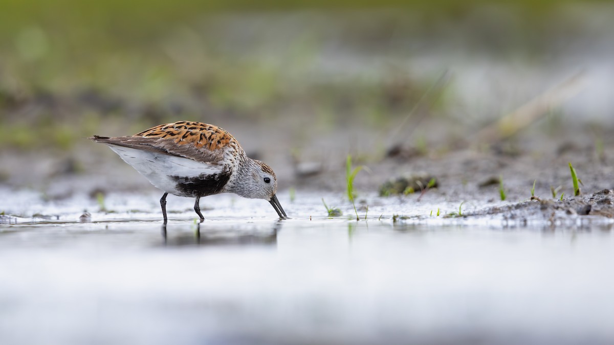 Dunlin - ML642062083