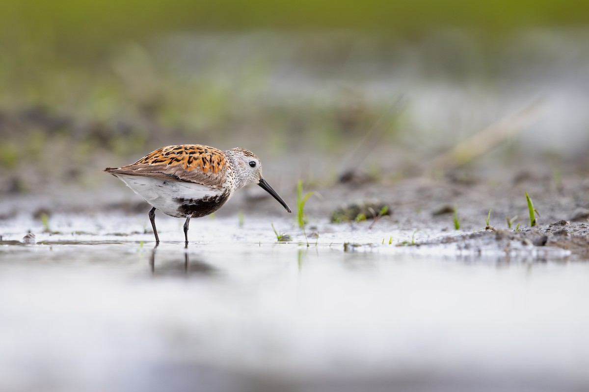 Dunlin - ML642062084