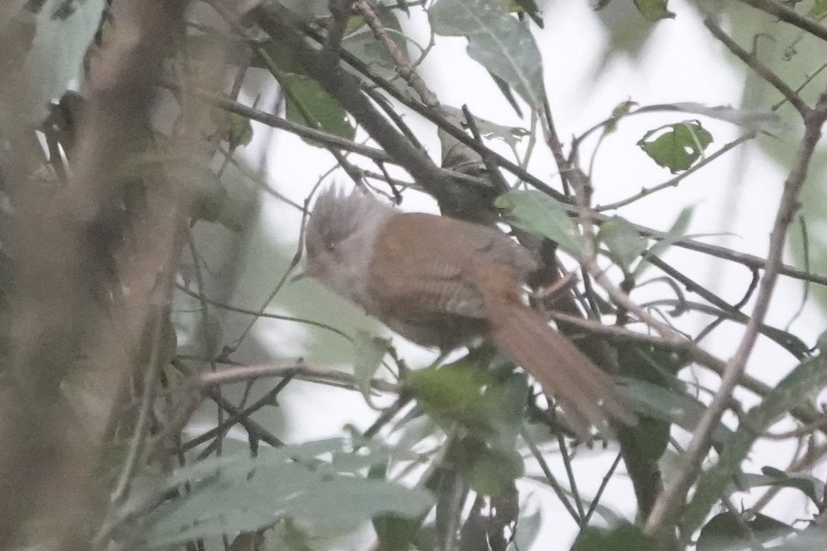 Rusty-fronted Barwing - ML642062085