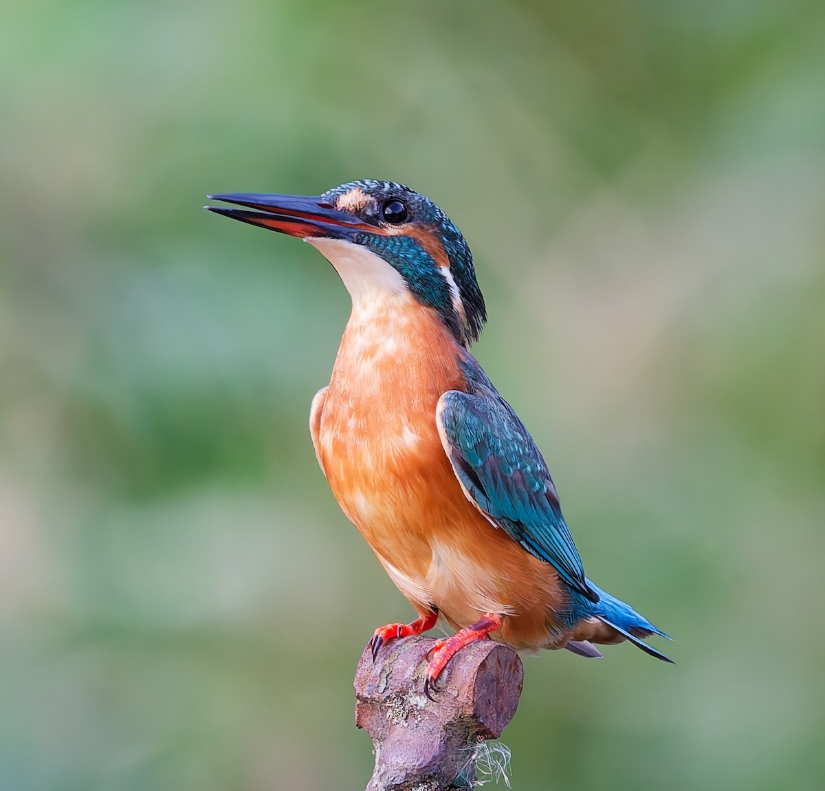 Common Kingfisher - ML642062101
