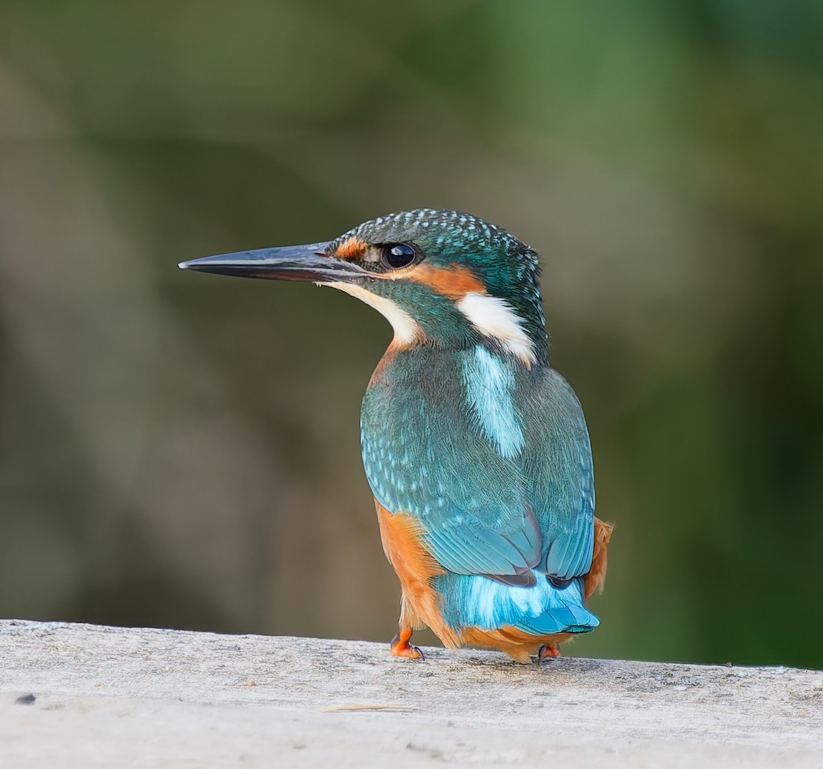 Common Kingfisher - ML642062102